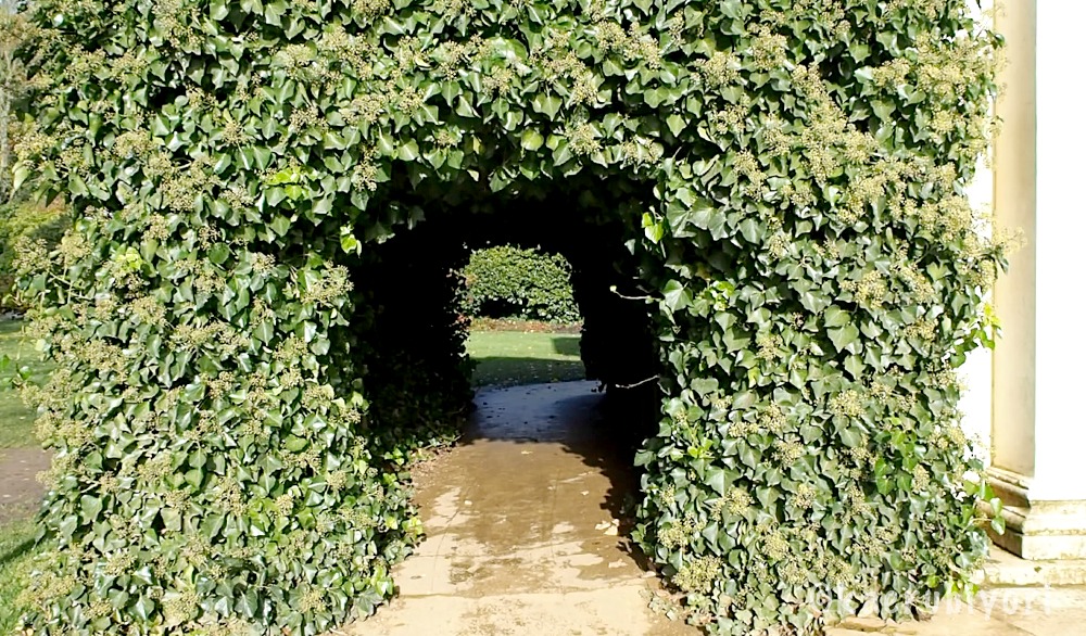 草のトンネル
