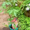 ミニトマトの育て方 ｜苗の植え方～苗の選び方、植え付けと時期 | LOVEGREEN(ラブグリ
